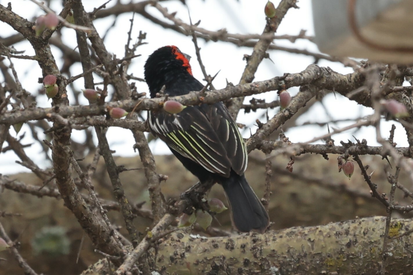 Black-billed Barbet (Lybius guifsobalito), photo 7