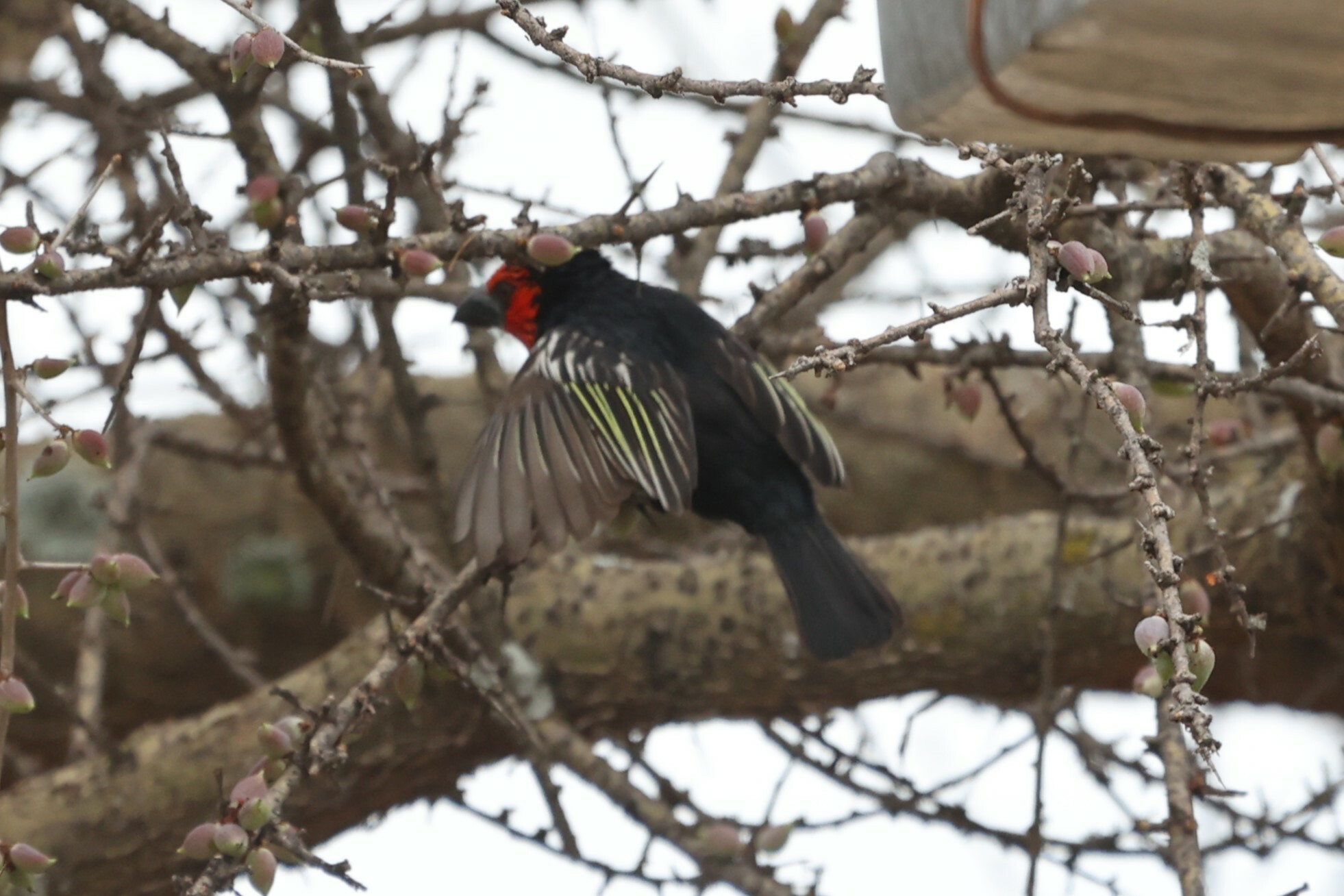 Black-billed Barbet (Lybius guifsobalito), photo 6