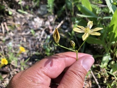 Triteleia dudleyi