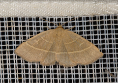 Trisateles emortualis