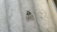 Acronicta tristis