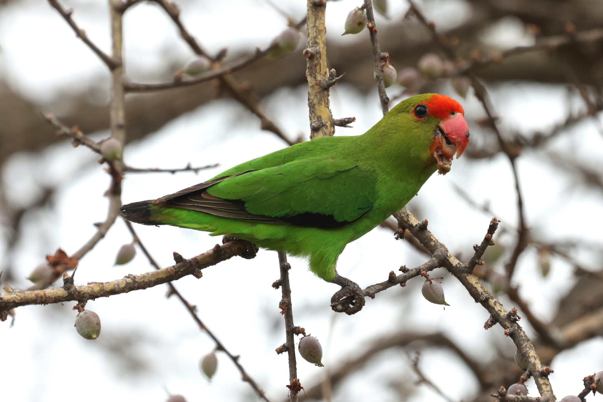 Black-winged Lovebird (Agapornis taranta), photo 4