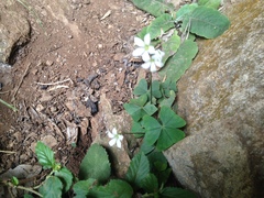 Oxalis triangularis papilionacea