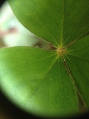 Oxalis triangularis papilionacea