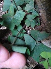 Oxalis triangularis papilionacea