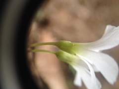 Oxalis triangularis papilionacea