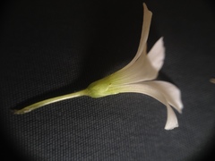 Oxalis triangularis papilionacea