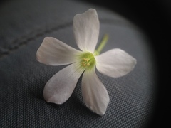 Oxalis triangularis papilionacea