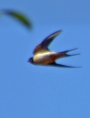 Hirundo rustica