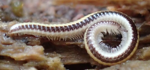 Siphonotidae