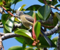 Ptiliogonys cinereus