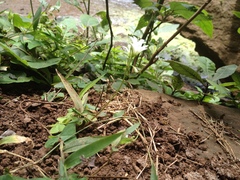 Oxalis triangularis papilionacea