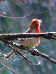 Haemorhous mexicanus