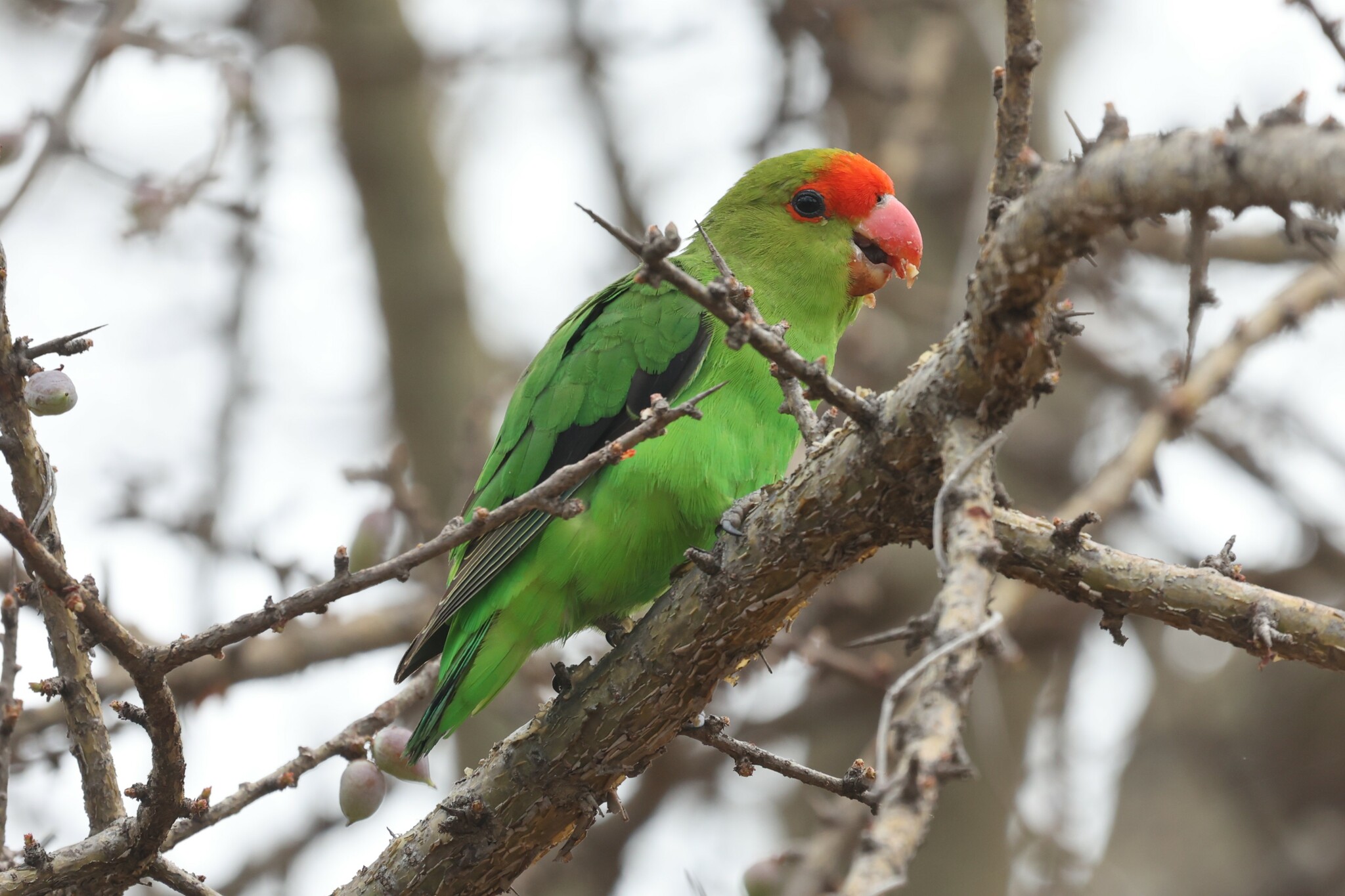 Black-winged Lovebird (Agapornis taranta), photo 5