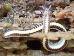 Siphonotidae