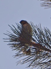 Sporophila torqueola