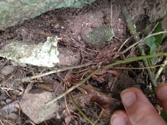 Anemia phyllitidis phyllitidis