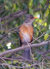 Turdus rufopalliatus