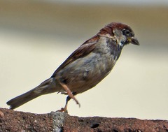 Passer domesticus
