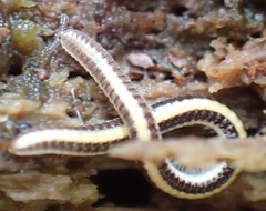 Siphonotidae