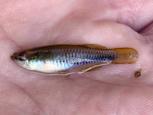 Katanga lampeye (Lacustricola katangae) — Poeciliidae