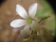 Oxalis triangularis papilionacea