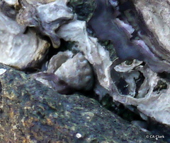 Bembicium