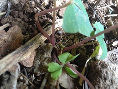 Oxalis triangularis papilionacea