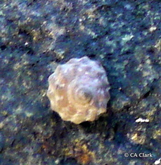 Bembicium