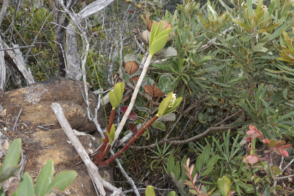 Dendrobium macropus (Endl.) Rchb.f. ex Lindl. 3