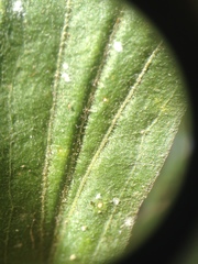 Solidago microglossa