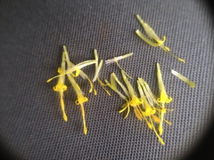 Solidago microglossa