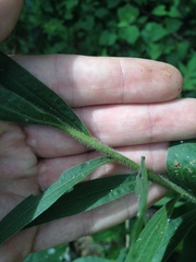 Solidago microglossa