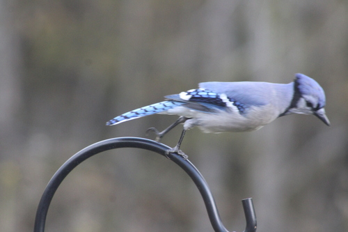 Blue Jay photographed in Maine
