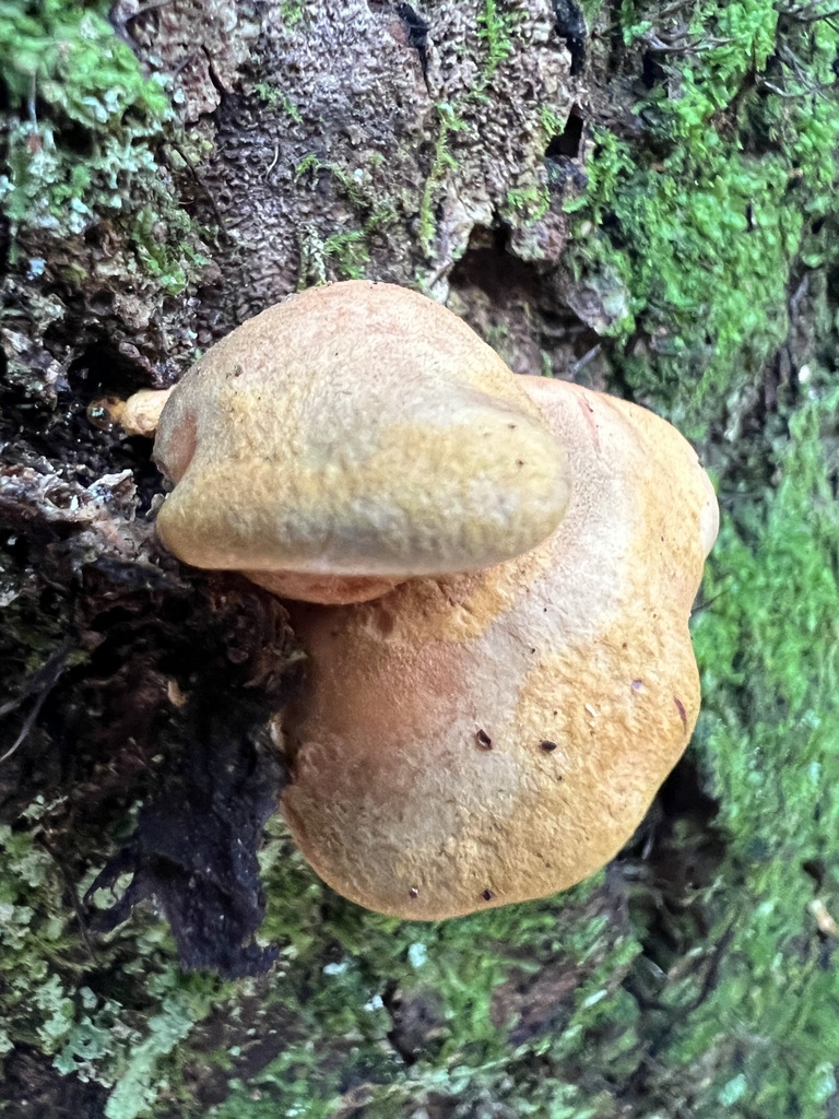 Late Oyster