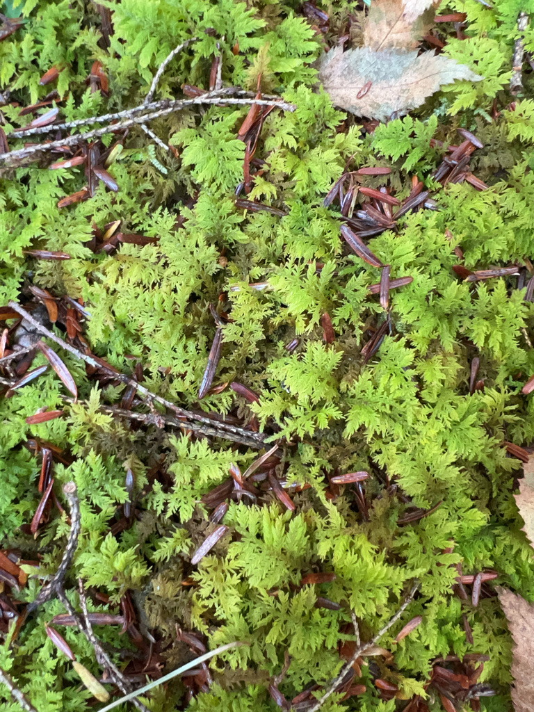 delicate fern moss