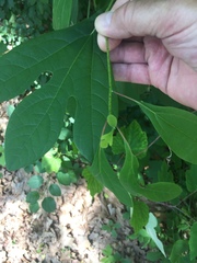 Sassafras albidum