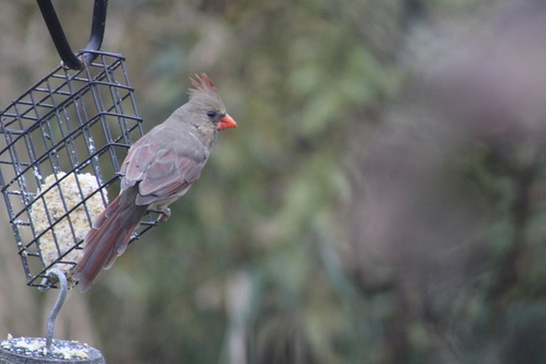 Northern Cardinal photographed in Maine