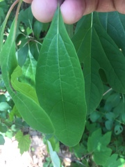Sassafras albidum