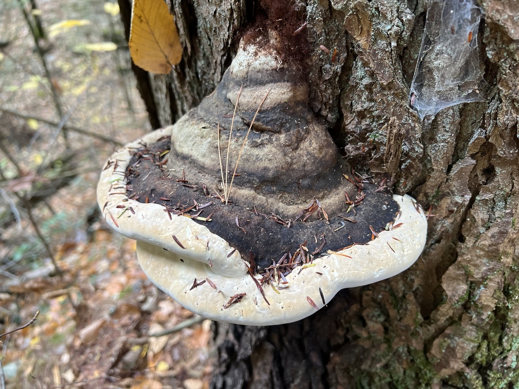 Ochre-banded Conk