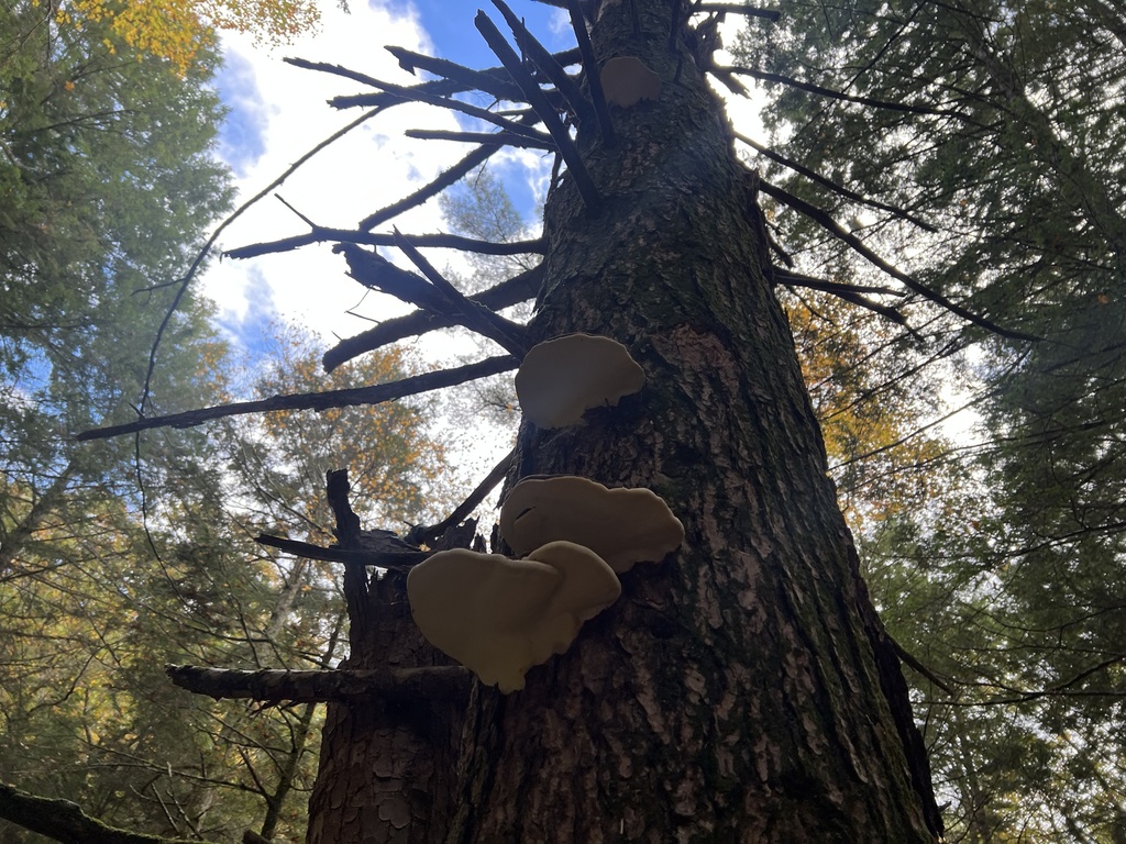 Ochre-banded Conk