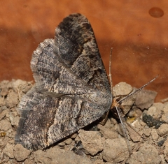 Isturgia exerraria