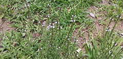 Verbena menthifolia