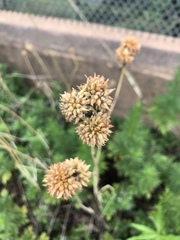 Eryngium yuccifolium