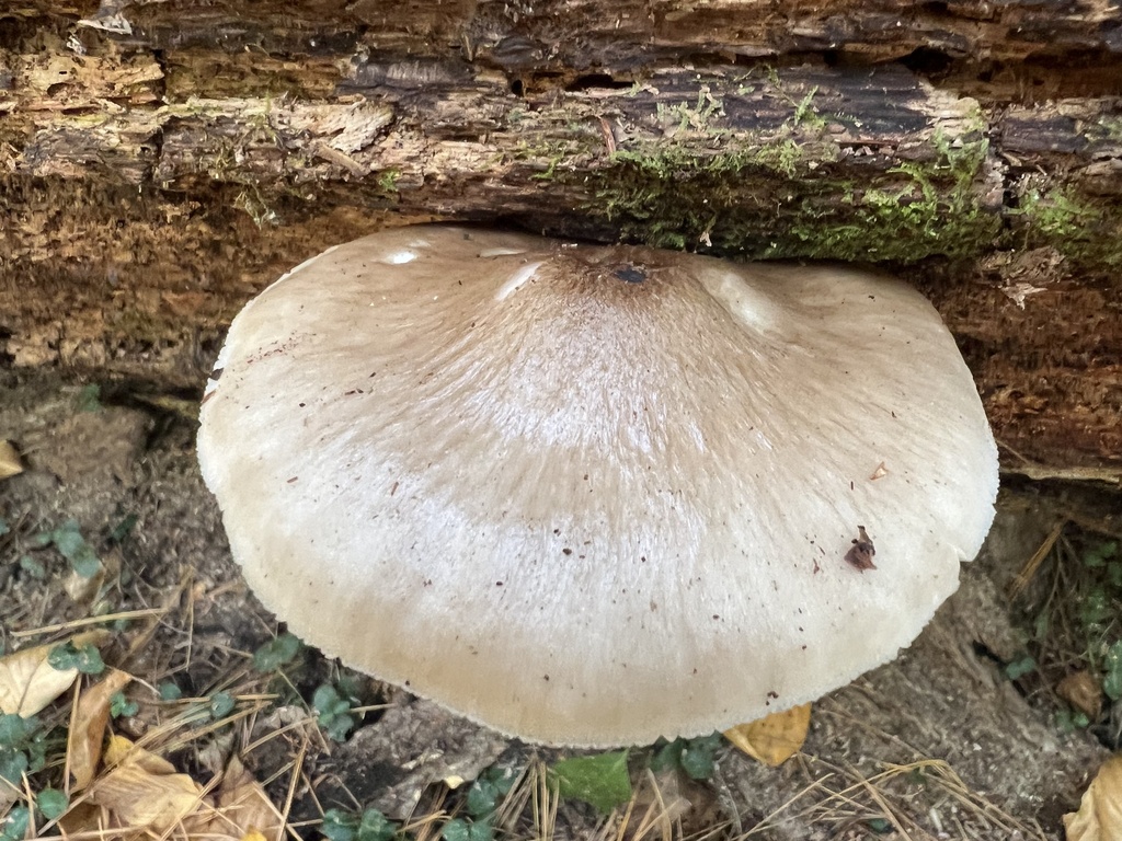 Deer Mushroom