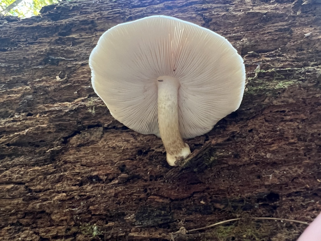 Deer Mushroom