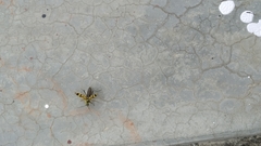 Chlorophorus annularis