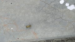 Chlorophorus annularis