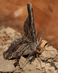 Isturgia exerraria