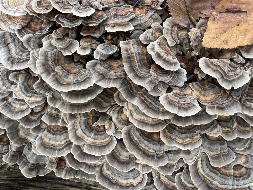 turkey-tail